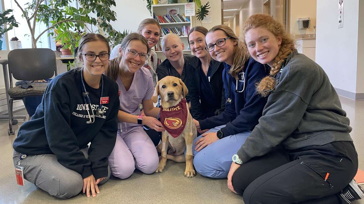 Mollie Sue the dog poses with her College of Vet Med care providers.