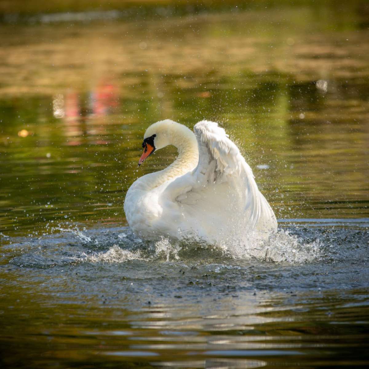 Swan shaking off the water at Lake LaVerne.