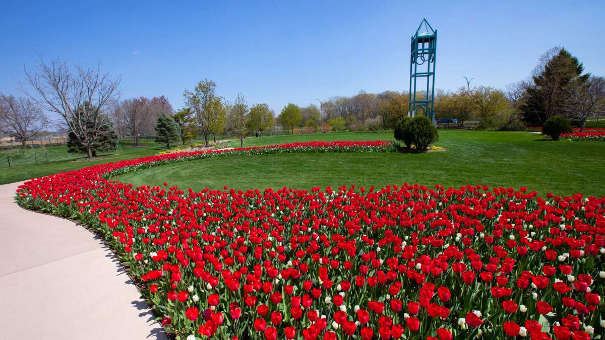 Reiman Gardens -- Cardinal Tulips
