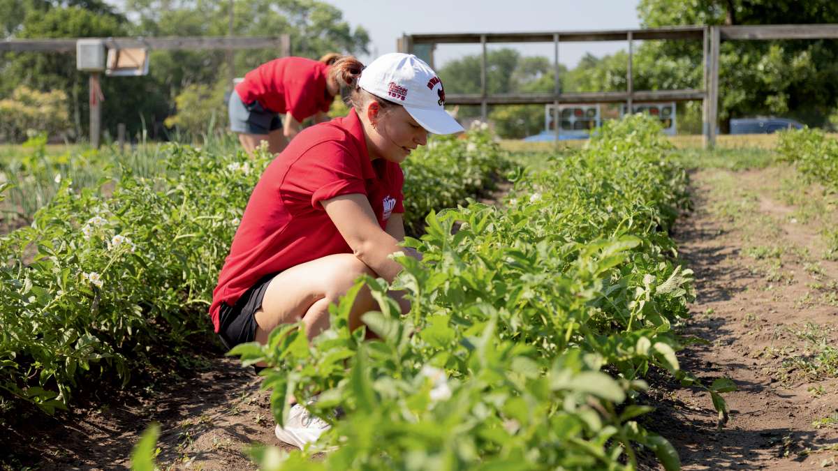 ISU Extension Master Gardeners and other volunteers grow and harvest community donation gardens throughout the state.