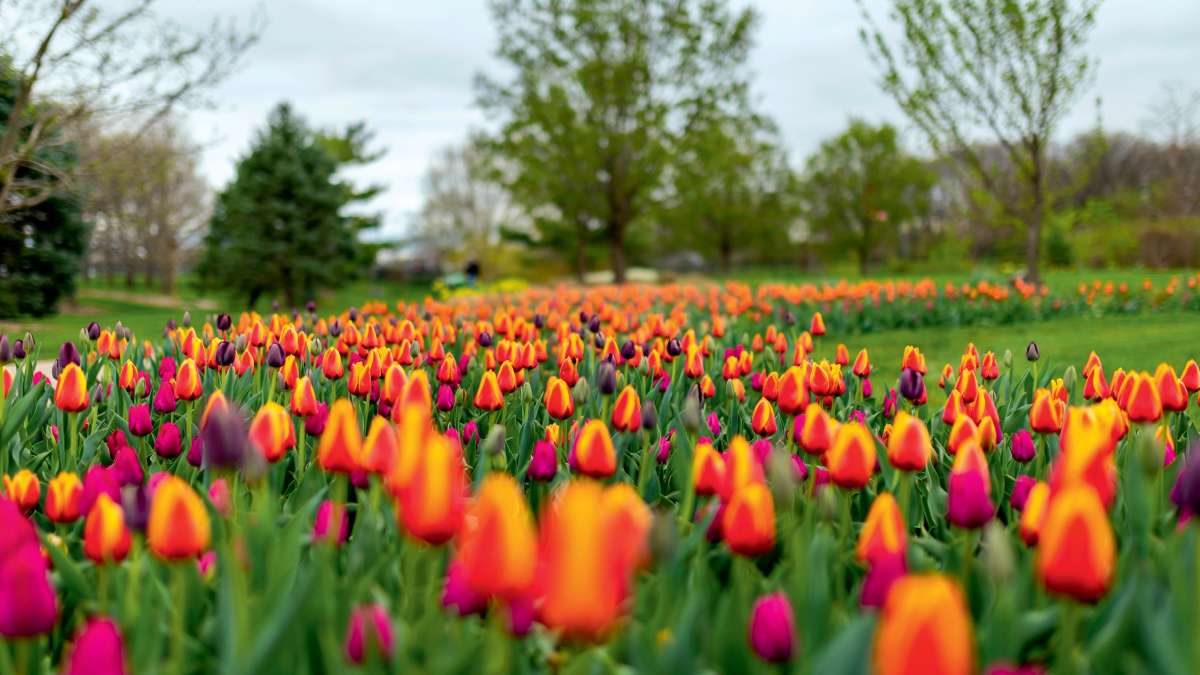 Tulip fields at Reiman Gardens